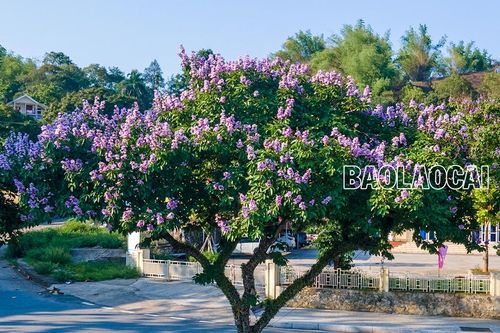 Sắc tím hoa bằng lăng