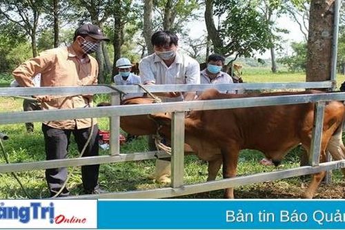 Cần khẩn trương nâng cao tỉ lệ tiêm phòng vắc xin cho vật nuôi
