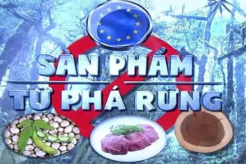 Cứ mỗi phút, thế giới mất đi một khu rừng có diện tích bằng 10 sân bóng đá