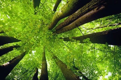 Ngày Môi trường Thế giới năm 2011 với chủ đề ''Rừng: Giá trị cuộc sống từ thiên nhiên''