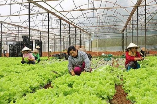 HTX công nghệ cao thúc đẩy nông nghiệp sạch