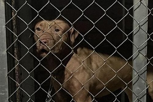 Chó Pitbull cắn chết cụ bà 82 tuổi