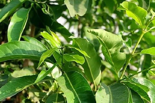 Lá vối có tác dụng gì?