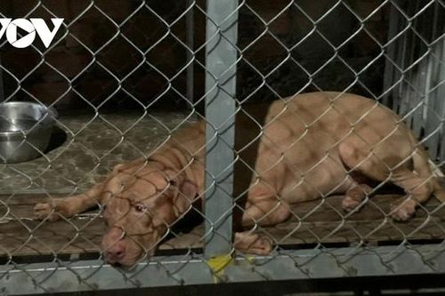 Người mẹ già bị chó Pitbull của con gái cắn tử vong ở Bình Dương