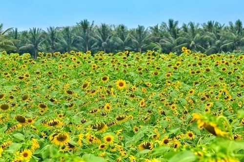 Ngắm cánh đồng hoa hướng dương rực rỡ khoe sắc