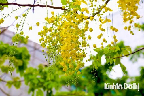 Phố phường Hà Nội rực vàng màu hoa quý tộc