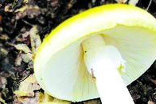 Có thể ngăn chặn độc tố ở nấm mũ tử thần