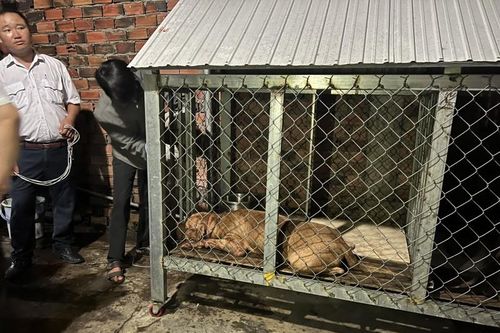 Chó pitbull cắn chết người: Chủ nuôi là con nạn nhân…xử sao?