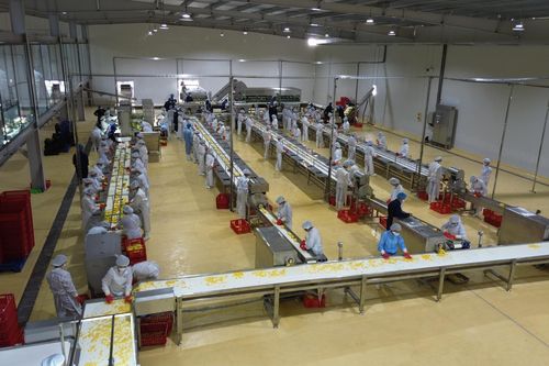 Khánh thành Trung tâm chế biến rau quả khép kín ở Sơn La