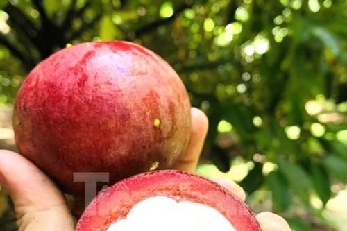 Nông dân trúng đậm măng cụt, công nhân mất việc đi hái, gọt thuê kiếm tiền
