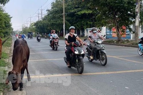 Trâu bò thả rông giữa đường gây bất an cho người dân
