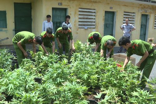 Trồng gần 900 chậu cây cần sa trong khu vườn quây tôn kín ở Phú Thọ