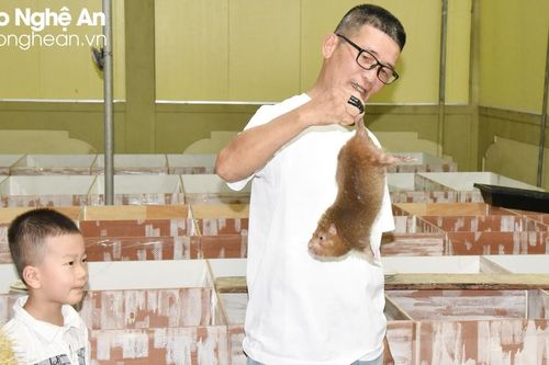 Nuôi loài vật không cần uống nước, nắng đỉnh điểm lão nông Nghệ An vẫn thu lãi