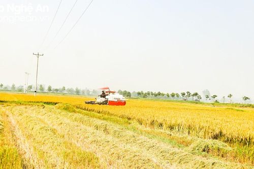 Rộ mùa thu hoạch lúa xuân, máy gặt khan hiếm cục bộ