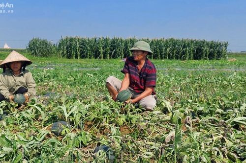 Dưa hấu chuẩn bị thu hoạch lại bị chết héo, nông dân thiệt hại tiền tỷ