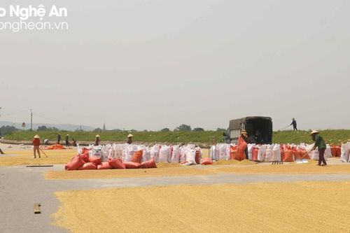 Người dân dựng vật cản trên đường để phơi nông sản, tiềm ẩn nguy cơ tai nạn giao thông