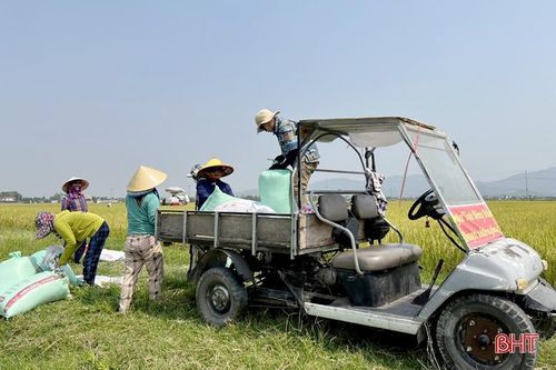 'Chuyến xe 0 đồng' mùa lúa chín
