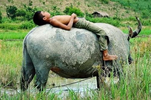 Gọi trâu!