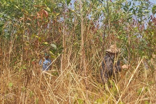 Gia Lai: Hơn 31ha rừng keo lai ở huyện Đức Cơ chết bất thường