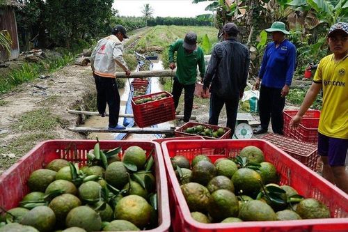 Nhiều loại trái cây đang vào vụ lại tiếp diễn điệp khúc 'được mùa rớt giá'