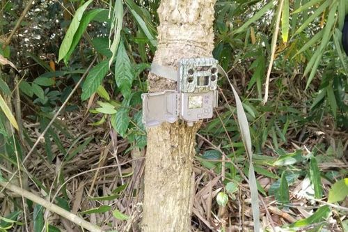 Đặt bẫy ảnh làm rõ nghi vấn hổ xuất hiện tại rừng cao su ở Lâm Đồng