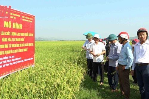 Mô hình sản xuất lúa chất lượng J02 theo chuỗi giá trị hàng hóa ở Vĩnh Lộc cho năng suất cao