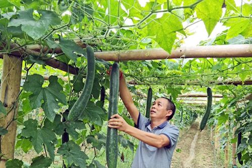 Ứng dụng khoa học công nghệ để nâng tầm nông sản