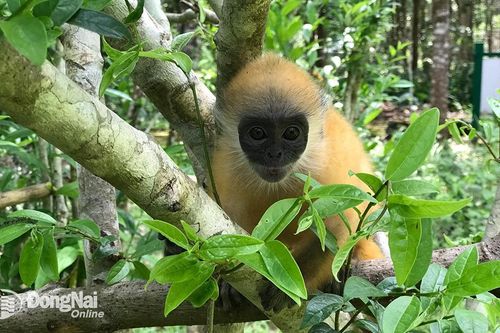 Vượt hơn 900km tiếp nhận cá thể voọc bạc Đông Dương
