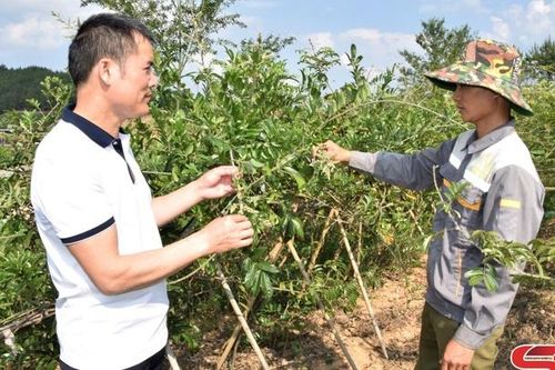Phát triển cây dược liệu ở Sốp Cộp