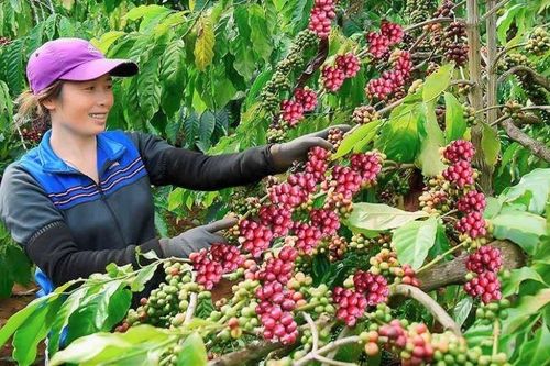 Đồng bào dân tộc thiểu số Gia Lai thay đổi tư duy sản xuất hướng tới tương lai sáng