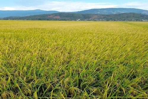 Xây dựng thương hiệu gạo sạch Thăng Bình HTB chinh phục thị trường