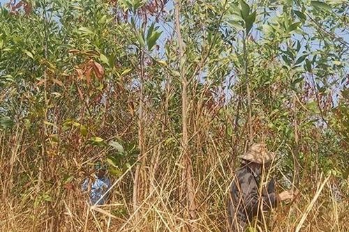 Hàng chục ha rừng ở huyện biên giới chết bất thường