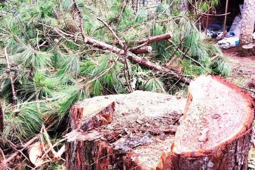 Tự ý cưa hạ 1 cây thông, bị phạt 20 triệu đồng