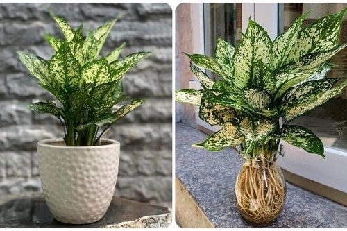 8 loại cây phong thủy cực tốt cho người mệnh Kim