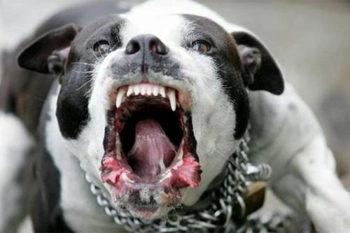 Những cái chết thương tâm vì bị chó Pitbull tấn công