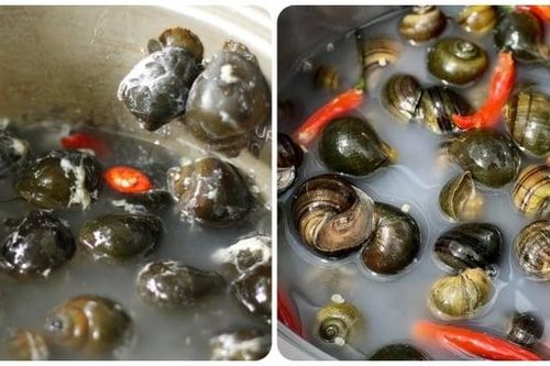 Ngâm ốc với gì cho sạch nhanh?