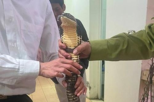Người đàn ông vướng lao lý vì mua bán rắn hổ chúa