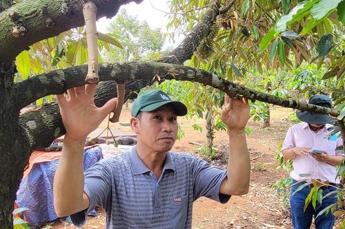 Sầu riêng rụng quả non, dân thất thu