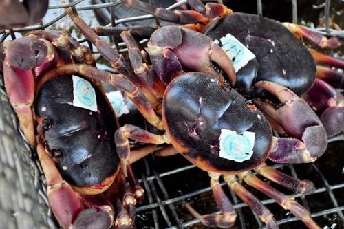 Loài cua lạ thơm mùi thuốc bắc, 2 triệu đồng/kg vẫn 'cháy hàng'