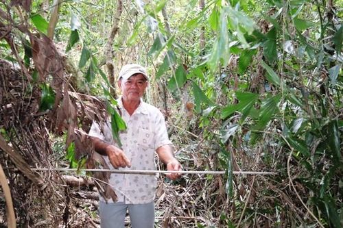 Lão nông ở Vĩnh Long 16 năm làm… 'chuyện lạ'