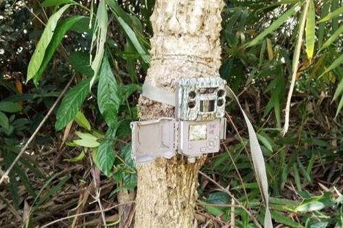 Lâm Đồng đặt 3 bẫy camera thu thập hình ảnh thú hoang dã nghi hổ