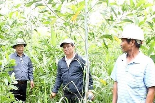 Hơn 31 héc-ta rừng keo lai đột ngột chết do nấm?