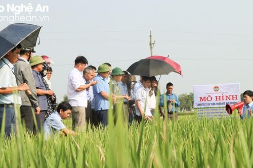 Hiệu quả vượt trội canh tác lúa cải tiến ở Thanh Chương