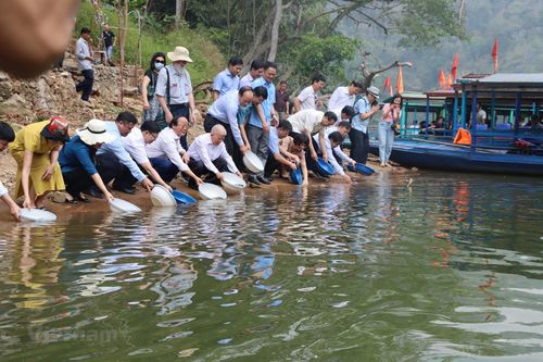 Thả cá giống vào hồ Ba Bể bảo vệ 'lá phổi xanh' nơi đại ngàn Việt Bắc
