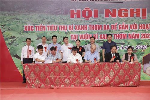 Xúc tiến tiêu thụ bí xanh thơm Ba Bể