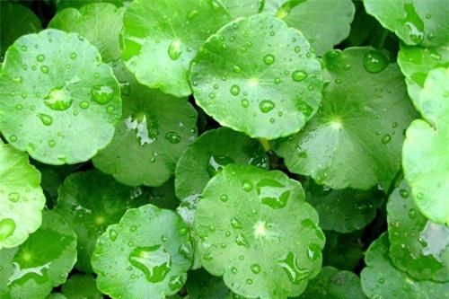Bó quyết xóa vết sẹo lồi bằng rau má cực kỳ dễ làm