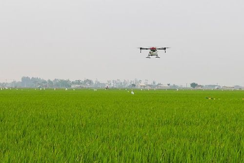 Thiệu Hóa mở rộng diện tích cây trồng được cấp mã số vùng trồng