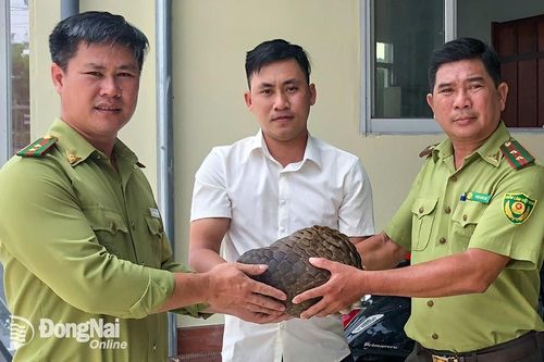 Vườn quốc gia Cát Tiên tiếp nhận tê tê Java và kỳ đà hoa từ Chi cục Kiểm lâm Long An