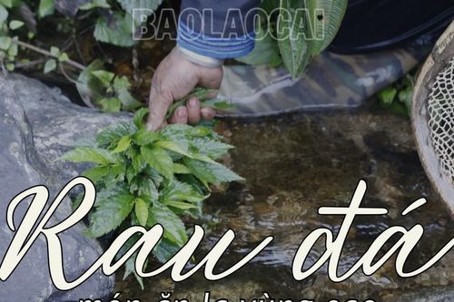 Thưởng thức rau đá vùng cao