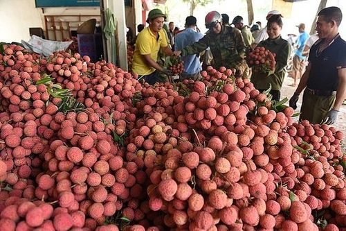 Lên kế hoạch tiêu thụ khi nhiều nông sản vào vụ